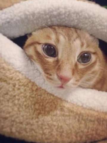 Hot Sale! Warm Cat Bed House Hamburger Bed Disassemblability Windproof Pet Puppy Nest Shell Hiding Burger Bun For Winter