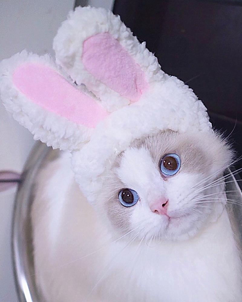 

Pet Rabbit Ear Hat Bunny Ears Pet Headband Cute Costume Pet Accessory Headwear, White