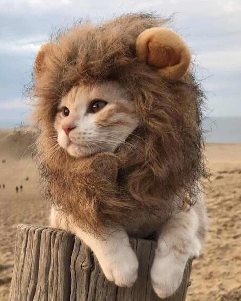 

Adorables Lion Mane Costume For Cat, Yellow